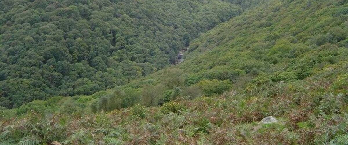 A valley with dense forested hills and a narrow valley.