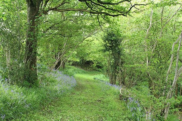 Hemyock: bluebell walk. In the private grounds of Pikes Cottage at Madford where 19 acres of woods and 6 acres of cultivated garden are open to members of the public on certain summer weekends under The National Gardens Scheme - gardens open for charity. The Times featured the estate in 2004. Looking south