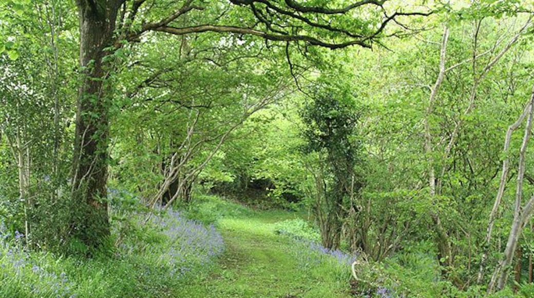 Hemyock: bluebell walk. In the private grounds of Pikes Cottage at Madford where 19 acres of woods and 6 acres of cultivated garden are open to members of the public on certain summer weekends under The National Gardens Scheme - gardens open for charity. The Times featured the estate in 2004. Looking south