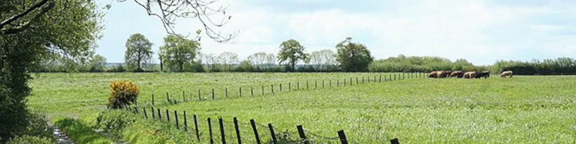 Dunkeswell: on Madford Hill. Looking south west. Typical landscape on the Blackdown Hills