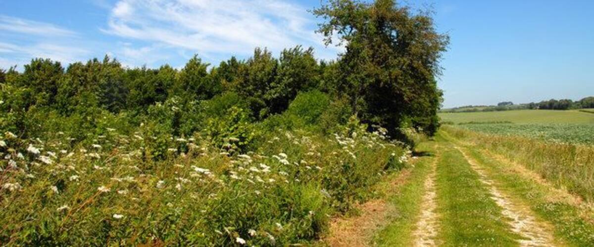 Jack's Furze A farm track leads past Jack's Furze. Looking North.