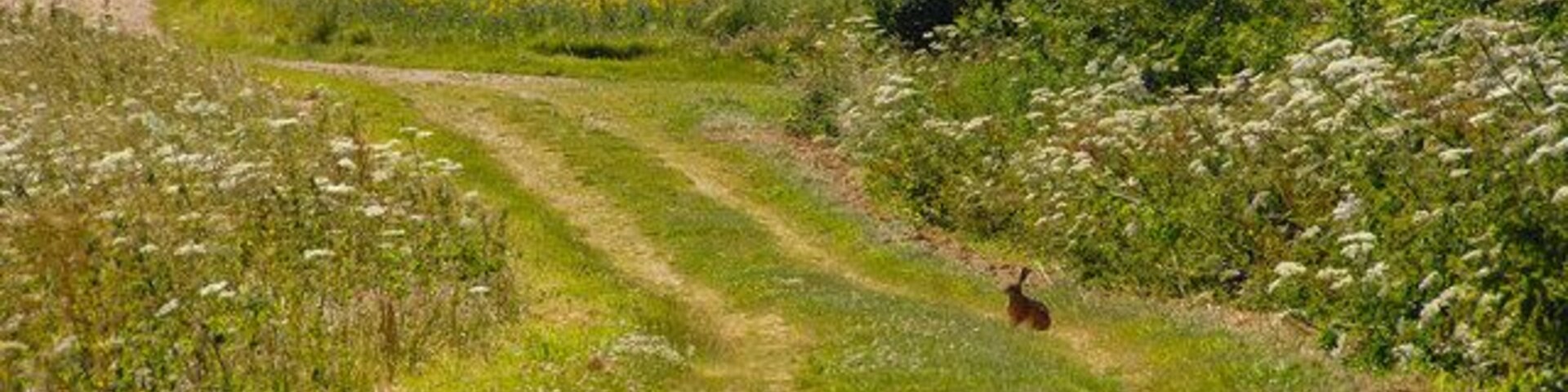 Uma trilha de terra serpenteando por um campo gramado com flores silvestres e um veado ao longe.