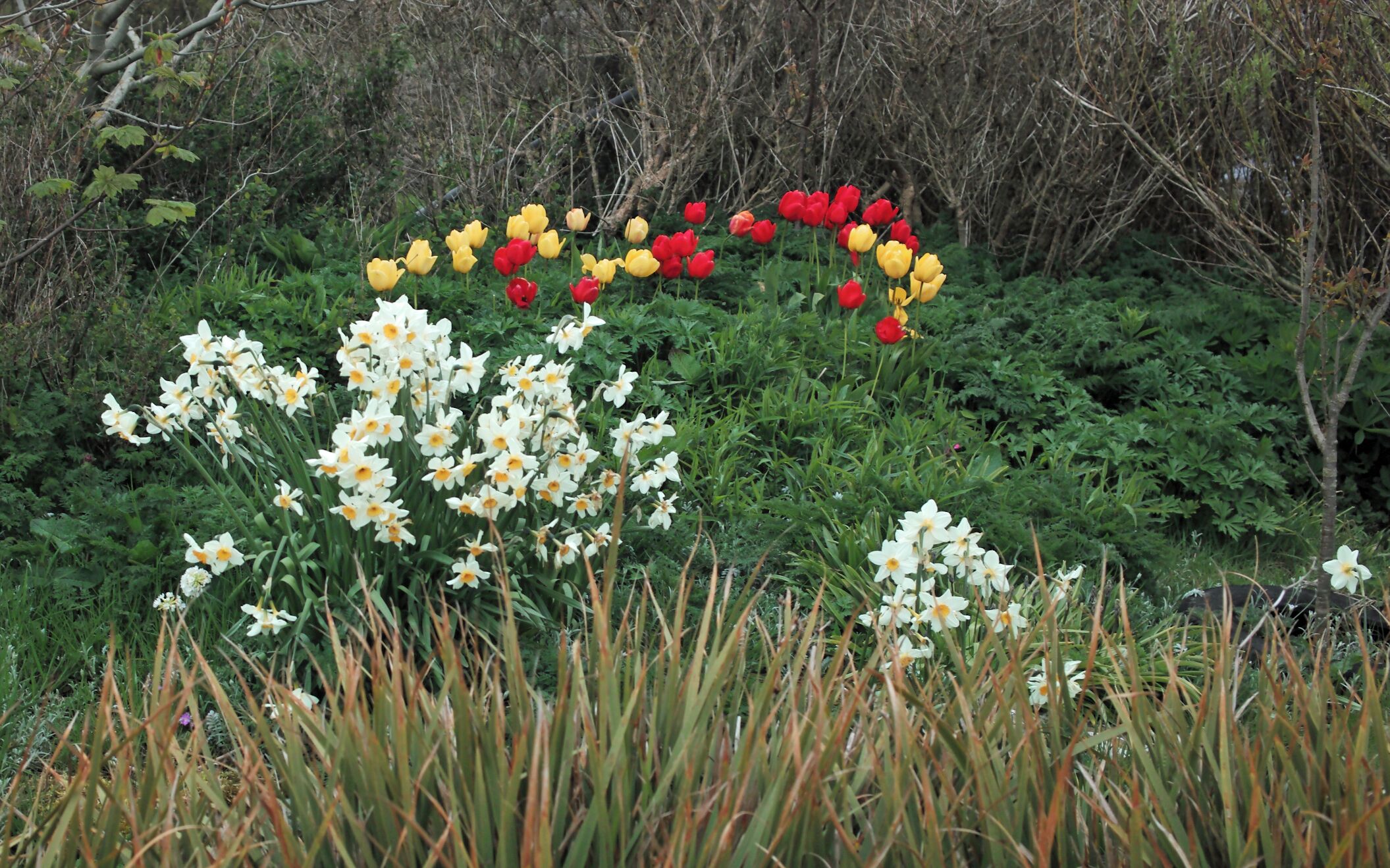 Farmyard Flowers at Hunda Reef