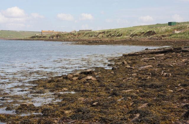 Foreshore at St Margaret's Hope East of the main village, the shoreline consists of pebbles and small rocks, mostly covered with seaweed.