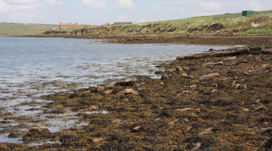 Foreshore at St Margaret's Hope East of the main village, the shoreline consists of pebbles and small rocks, mostly covered with seaweed.