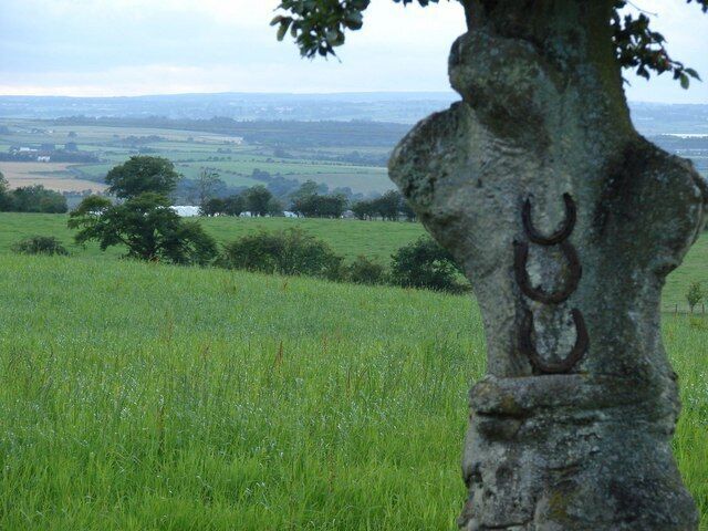 Lucky Horseshoe Tree These horseshoes are nailed to a tree in a field near to Bushelhead Road & Farm.