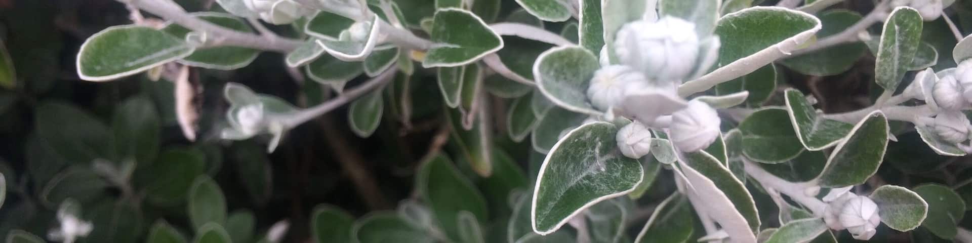 Not sure what kind of flowers these are but they caught my eye