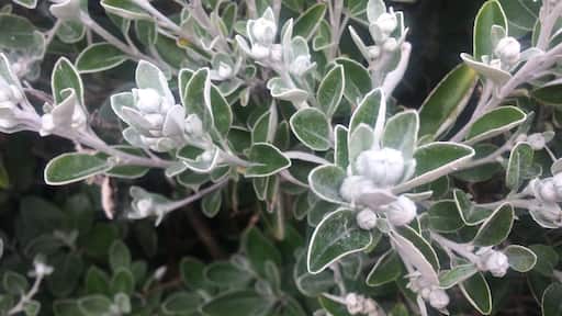 Not sure what kind of flowers these are but they caught my eye