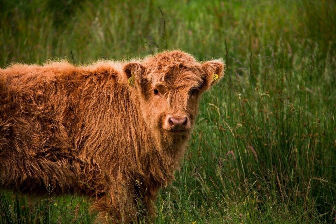 A brown cow with a tag on its ear in a grassy field.