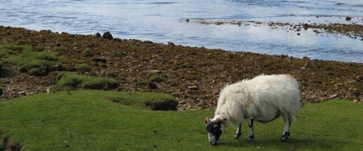 The green-keeper Grass-maintenance by zero carbon-footprint methods.