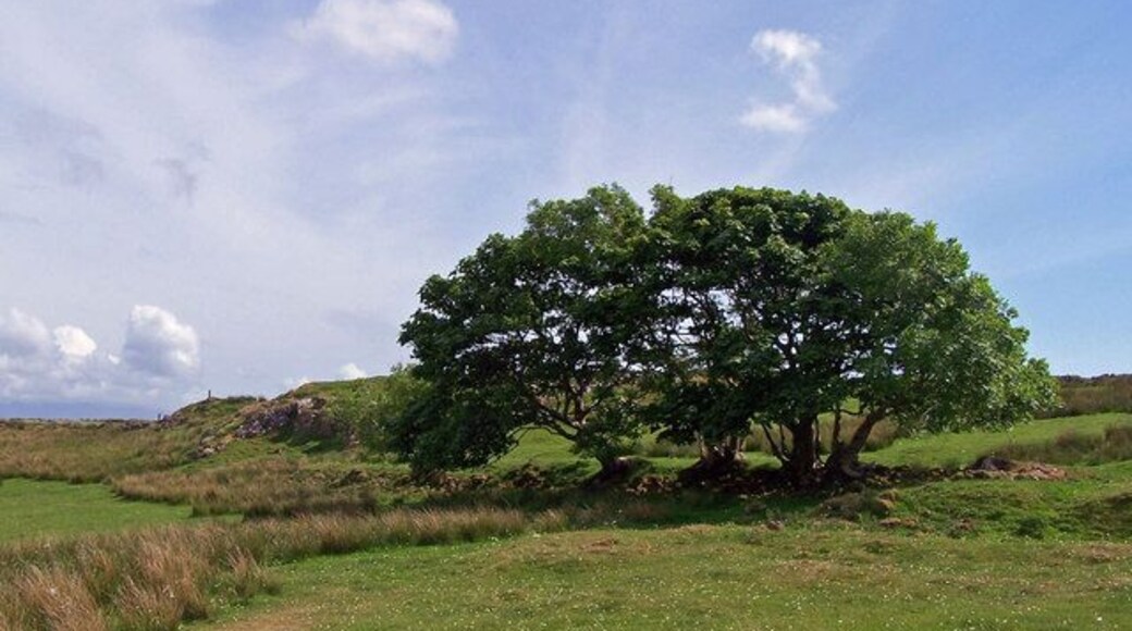 Trees on the moor In an almost treeless landscape, these exceptions have a little shelter from a crag behind them. The trees are Rowan and Sycamore, and have their roots in the remains of an ancient stone wall.