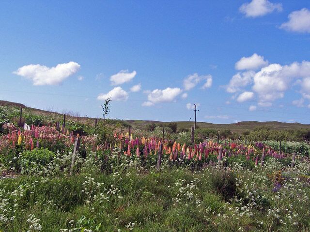 Someone likes lupins... This corner of a cottage garden in Roag township is producing an attractive display of lupins.