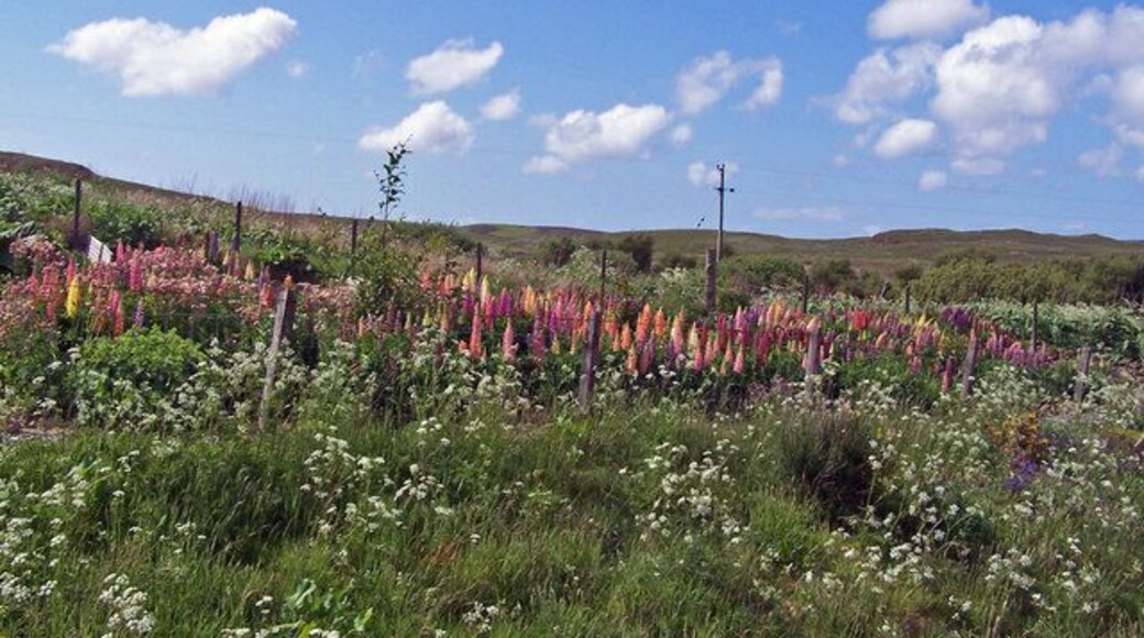 Someone likes lupins... This corner of a cottage garden in Roag township is producing an attractive display of lupins.