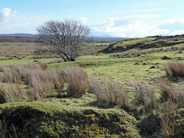 Grazing land at Roag