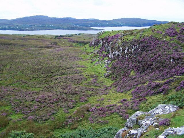 Un paisaje montañoso con brezo púrpura y un lago al fondo.