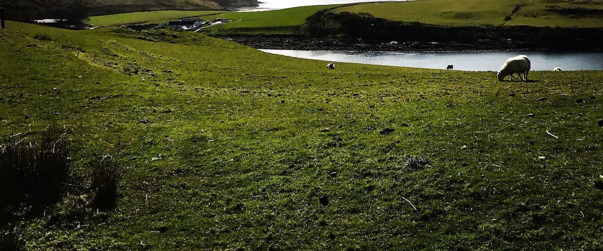 A green valley with a lake, sheep grazing, and distant mountains.