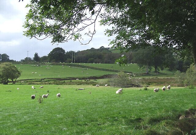 Sheep Grazing by the River Teifi, Ceredigion Much of this land is prone to flooding in extreme weather conditions.