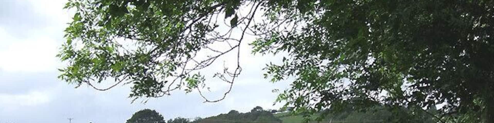 Sheep Grazing by the River Teifi, Ceredigion Much of this land is prone to flooding in extreme weather conditions.