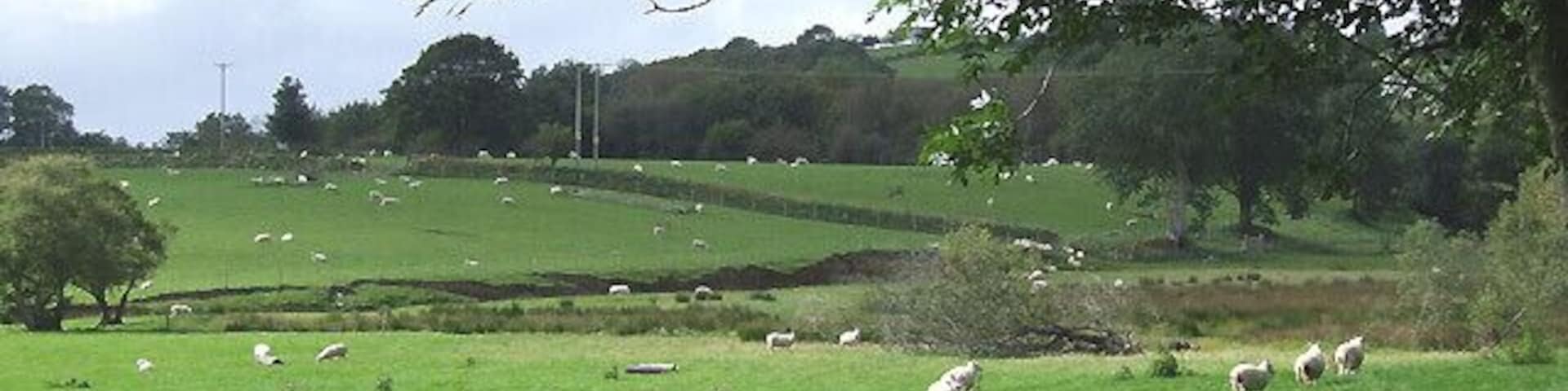 Sheep Grazing by the River Teifi, Ceredigion Much of this land is prone to flooding in extreme weather conditions.