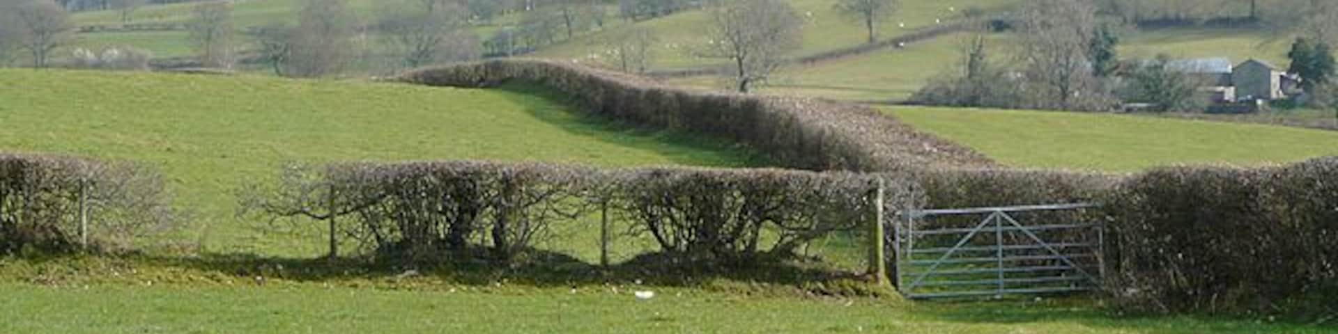Pasture by the Afon Teifi near Llanddewi-Brefi, Ceredigion To the left of the thick hedge leading away over the grassy ridge is a (non-existent) "road used as a public path", now re-designated as a "restricted byway" - more accurate as it leads from a very narrow footbridge across the Afon Teifi.