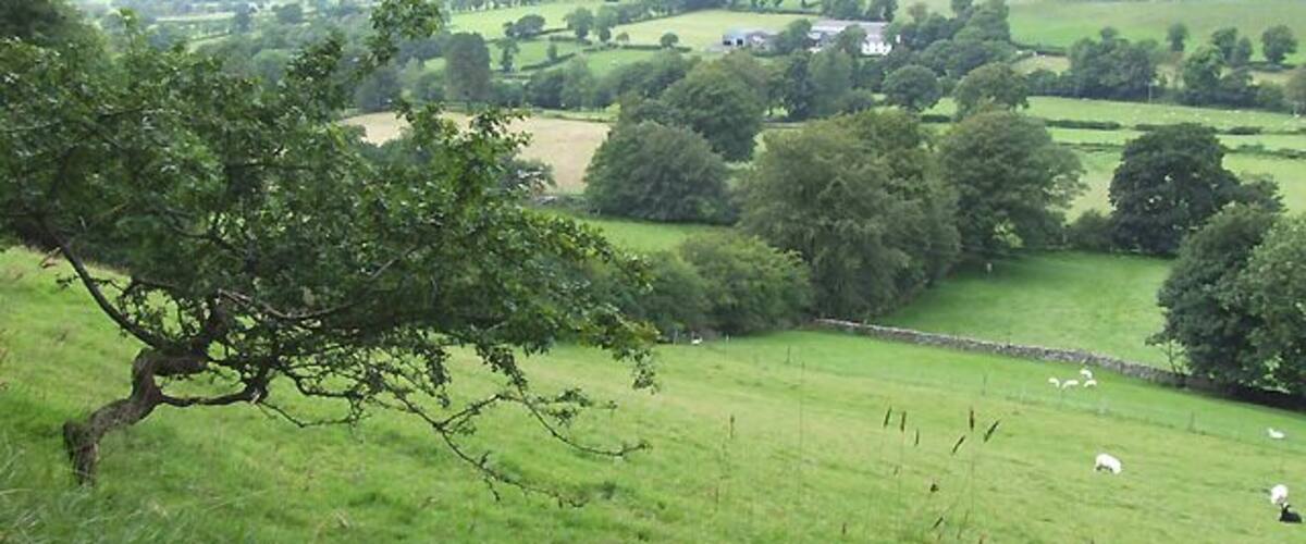 A lush green field with a tree, sheep grazing, and rolling hills in the background.