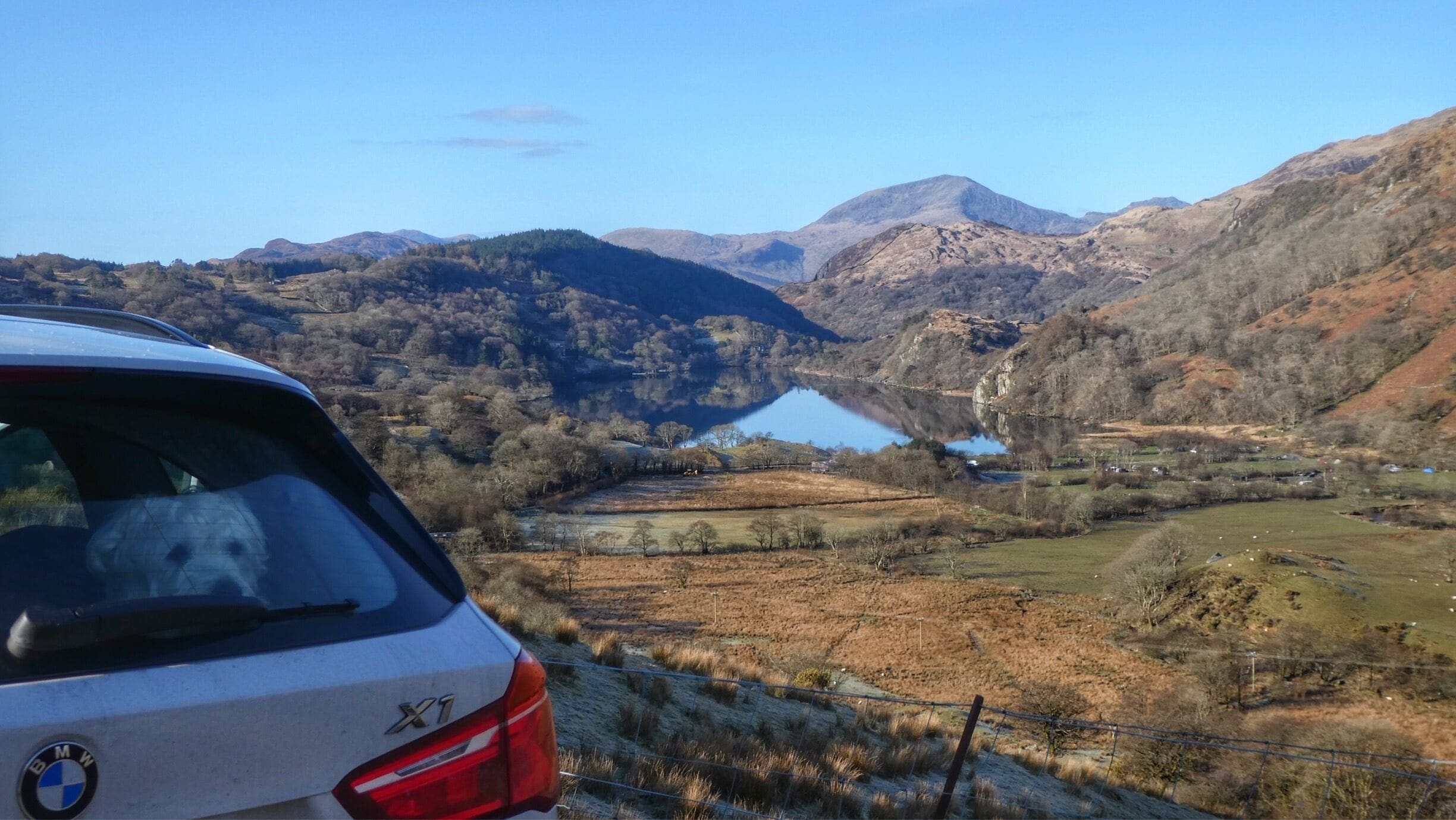 Poppy dog waiting to get out of the car