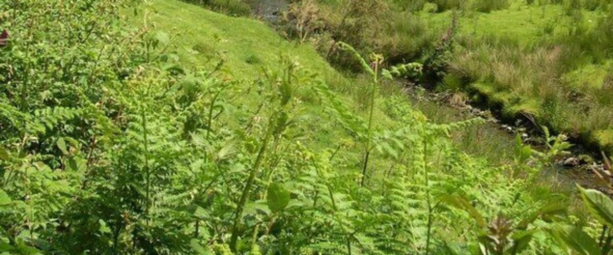 A lush green valley with a stream, dense trees, and a hill in the background.