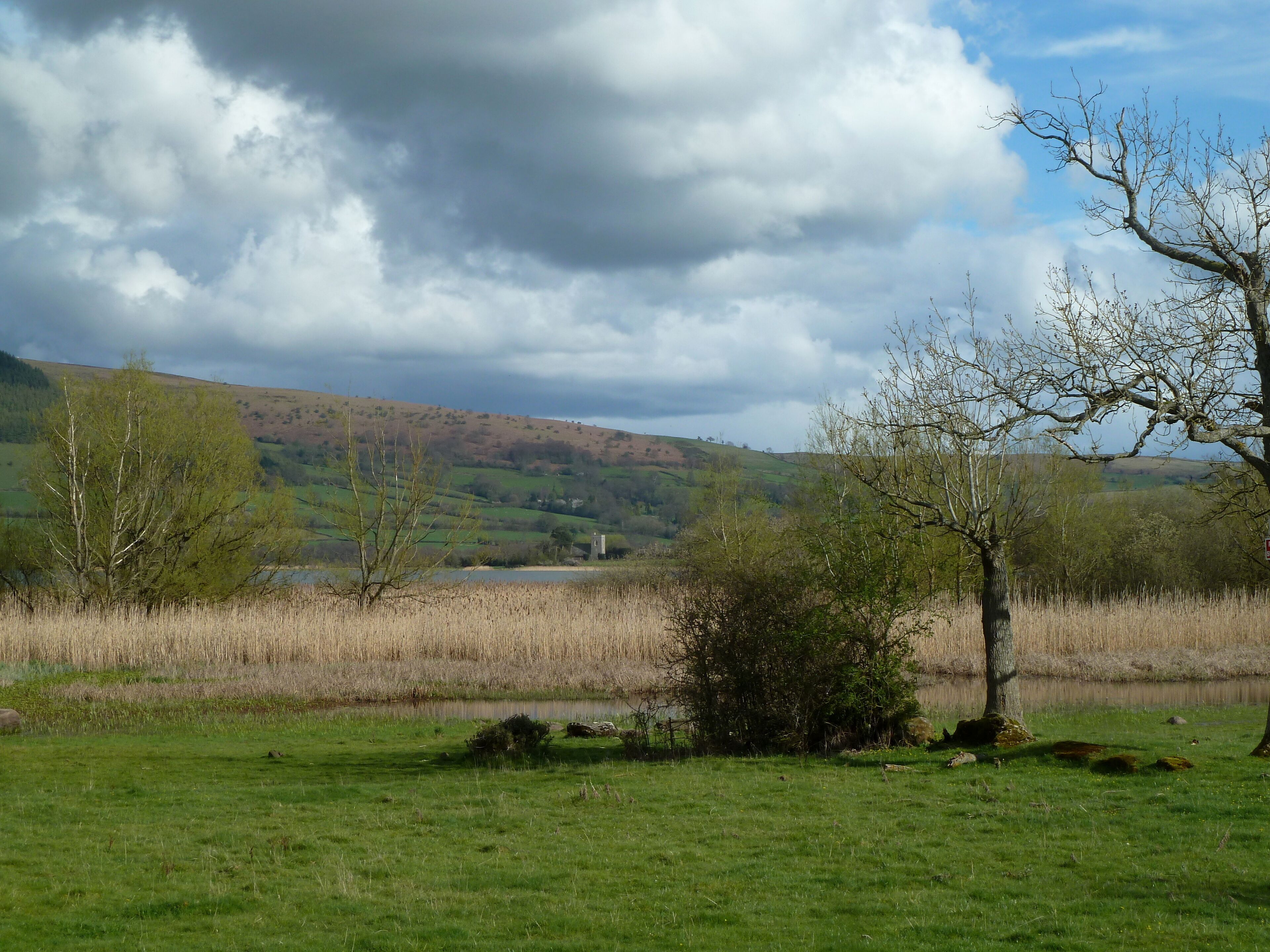 A grassy field with a small pond, trees, and a hill in the background.