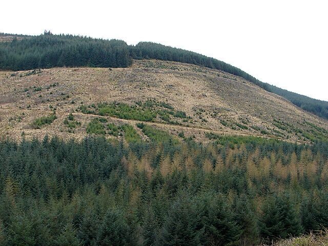 Clear fell in the forestry above Nanty Farm