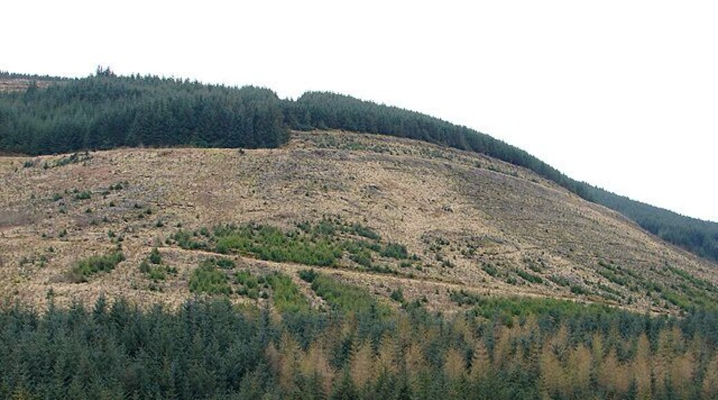 Clear fell in the forestry above Nanty Farm