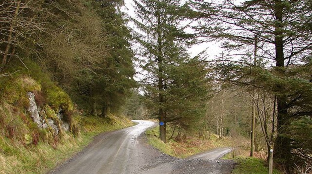Forestry roads near Nanty Farm Part of a potentially confusing network of roads in the area.