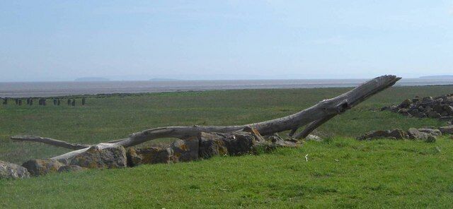 Driftwood Monster rising from the wetland The size of some of the debris in the area gives an idea of the strength of the spring tides.