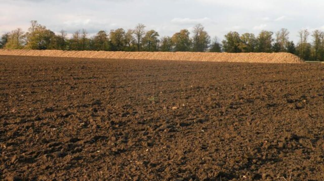 The Great Wall of Sugar-Beet