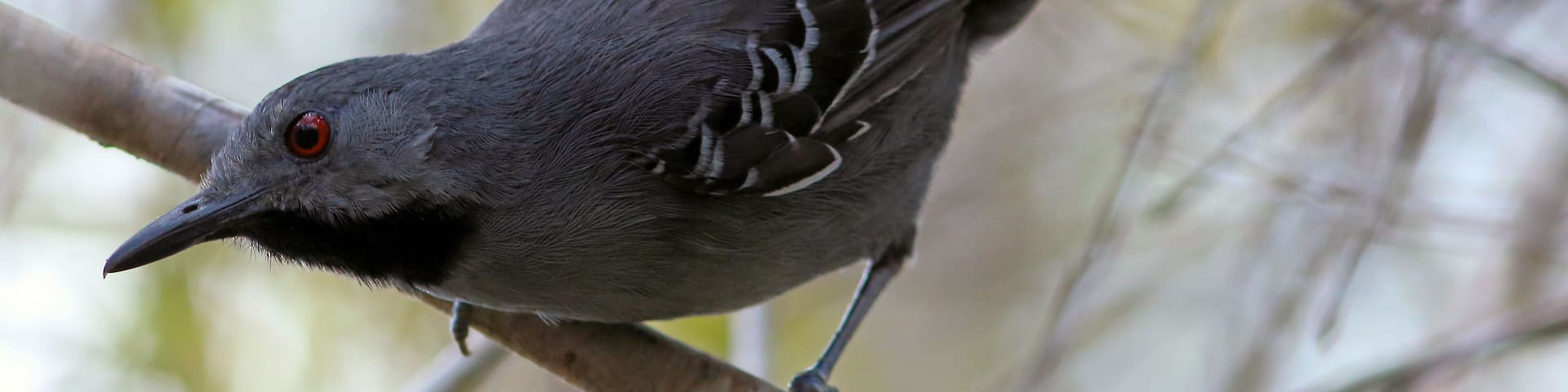 photo of a male Slender Antbird, endemic and endangered bird from northeastern Brazil