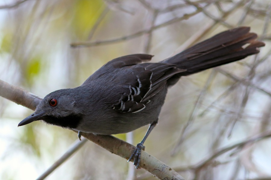 photo of a male Slender Antbird, endemic and endangered bird from northeastern Brazil