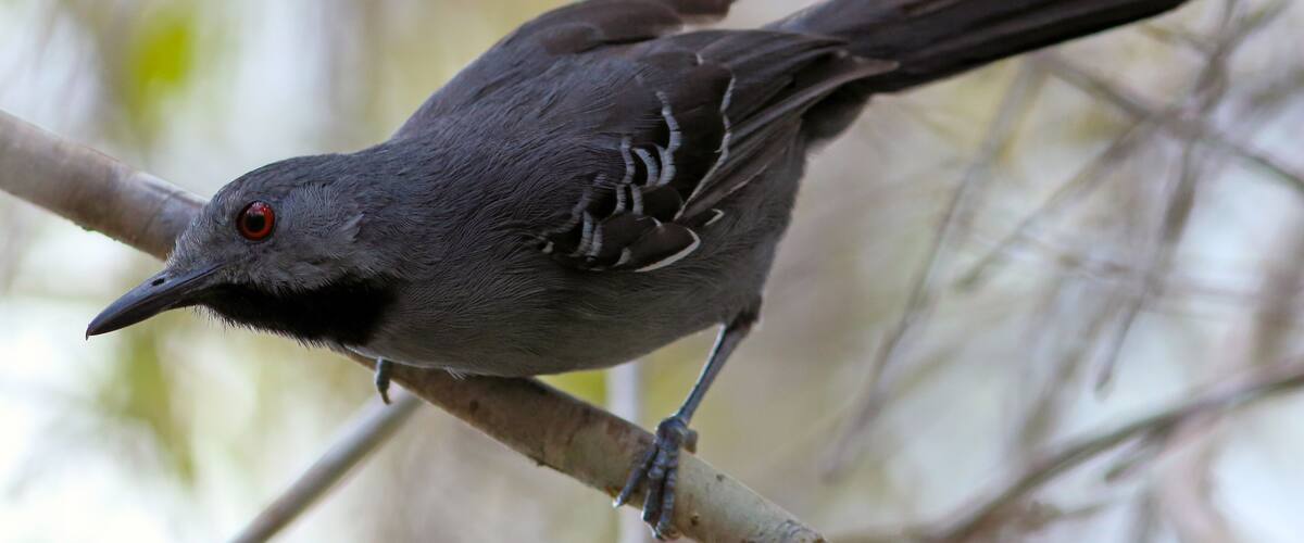 A bird perched on a branch.