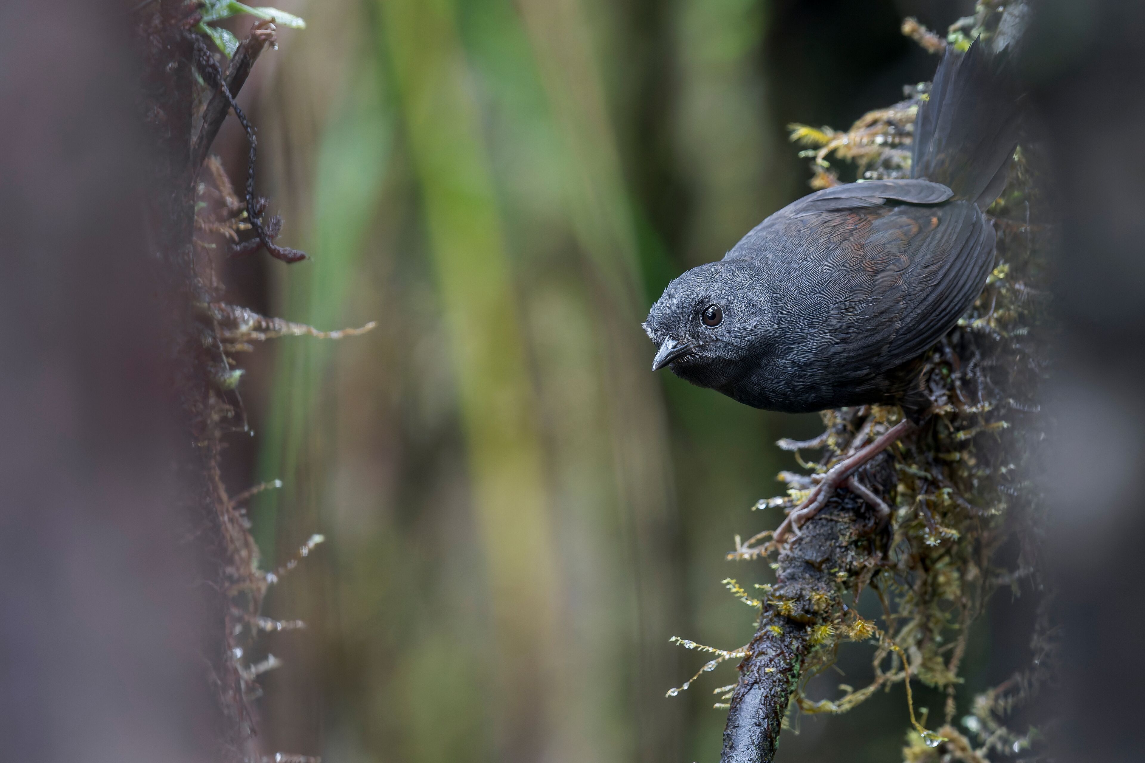 A Boa Nova Tapaculo(Scytalopus gonzagai) perches on a mossy branch in Brazil, South America.