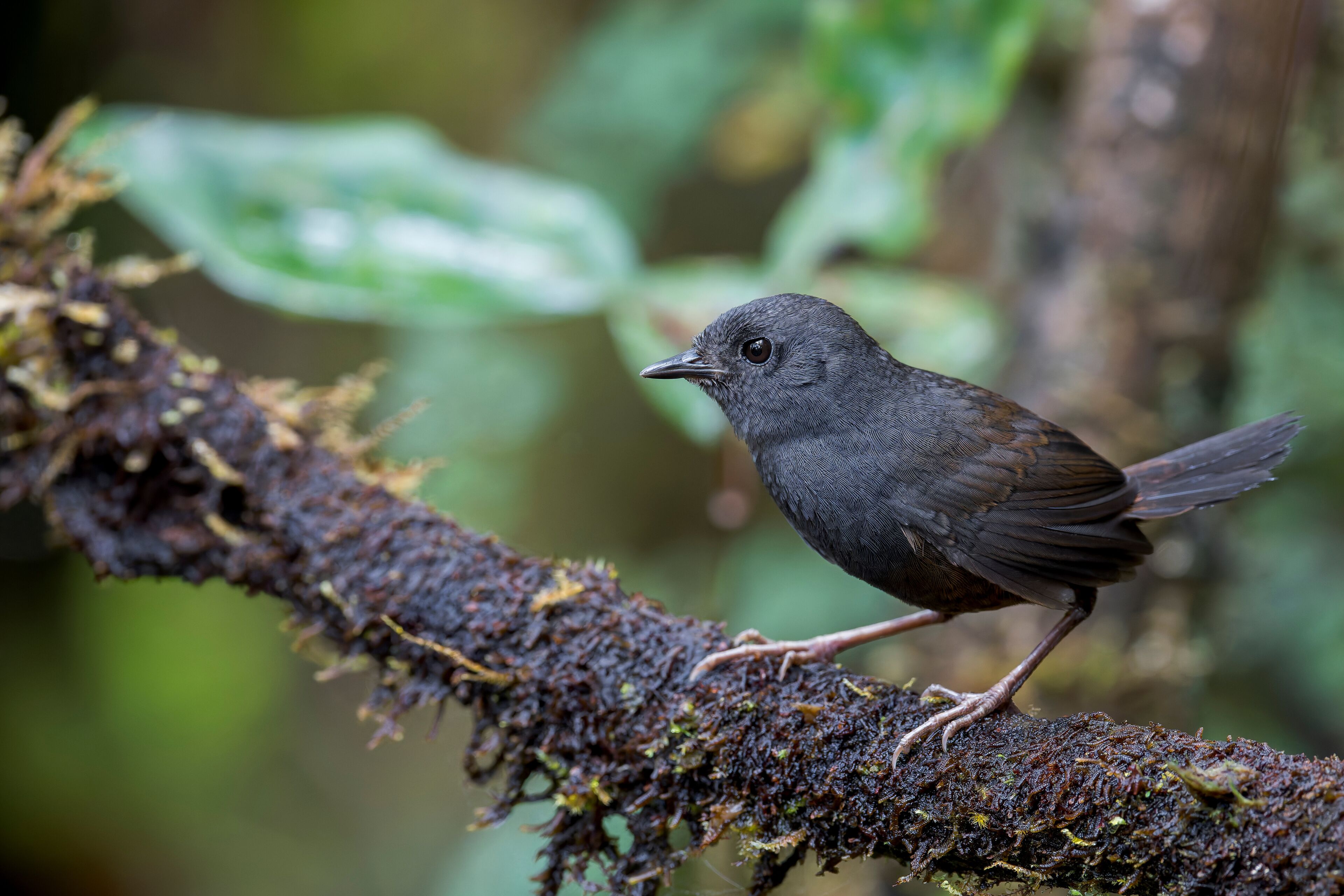 An endemic Boa Nova Tapaculo (Scytalopus gonzagai) perches on a branch in Brazil, South America.