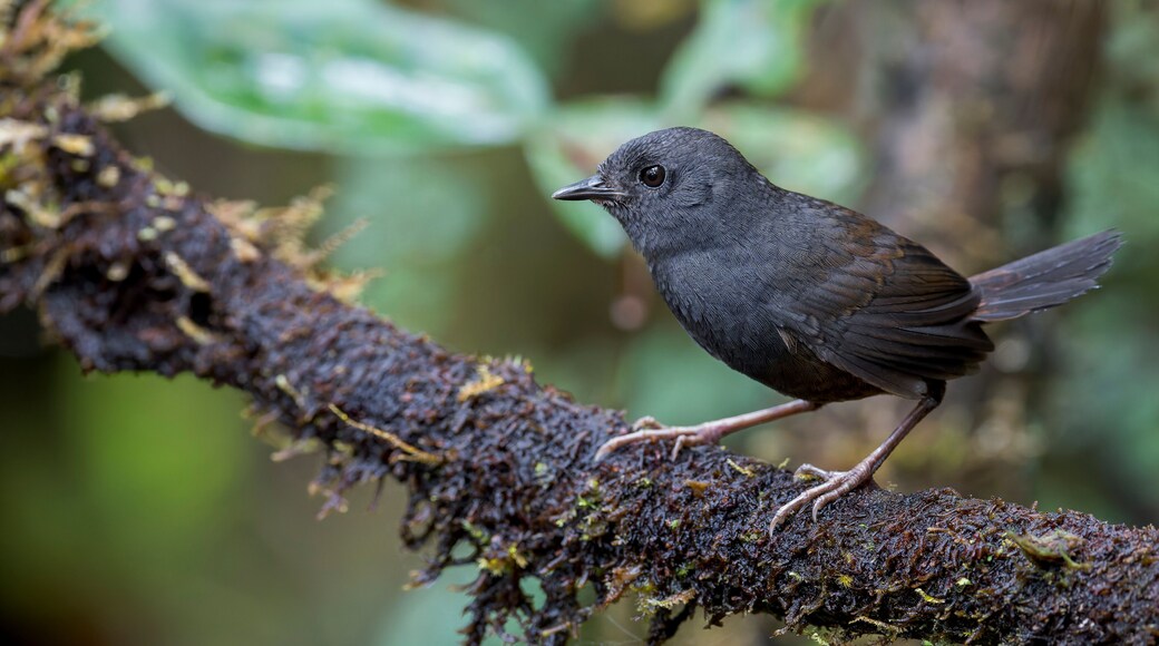 An endemic Boa Nova Tapaculo (Scytalopus gonzagai) perches on a branch in Brazil, South America.