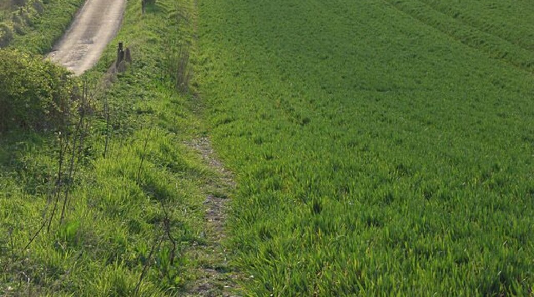 Farmland and lane, Hatherden Looking along to Wood View from Pigeon House.