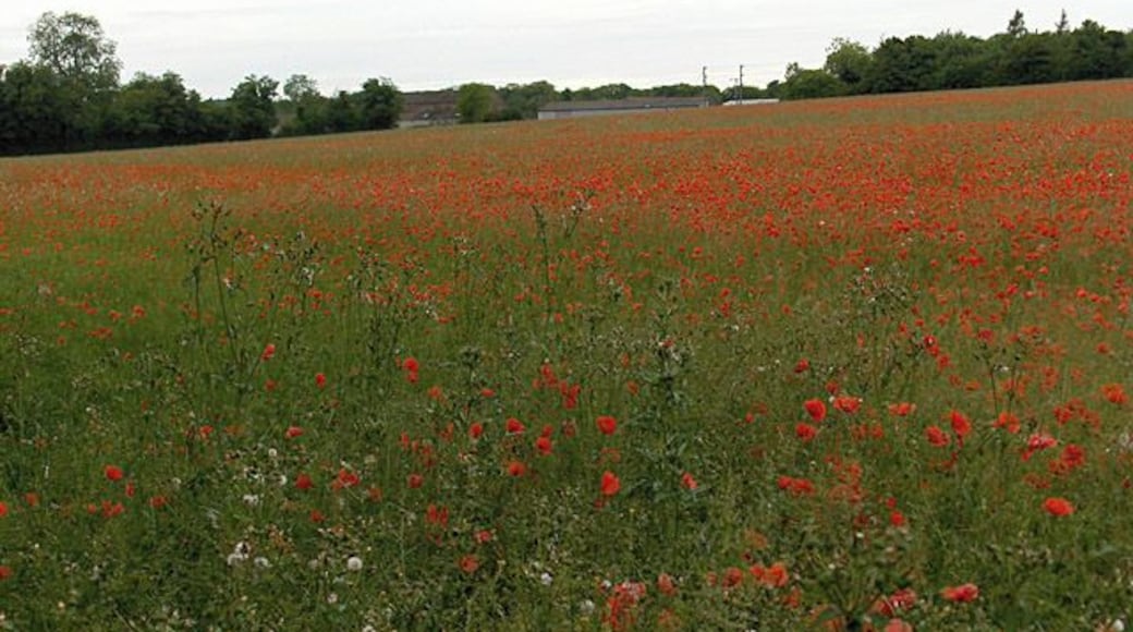 Poppies, Thruxton You can just see buildings at Lains Farm.
