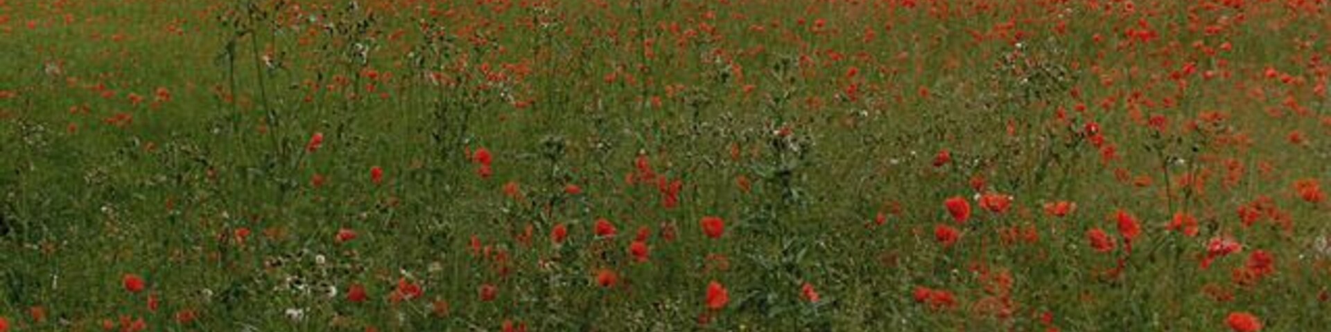 Poppies, Thruxton You can just see buildings at Lains Farm.