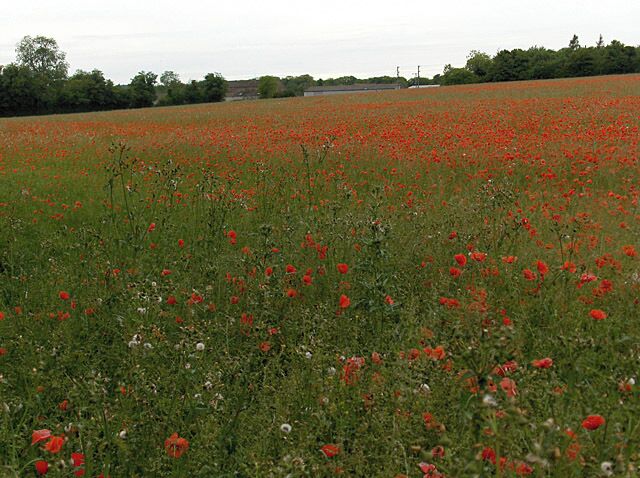 A field of red poppies with a distant view of trees and a road.