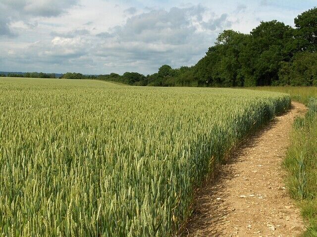 Wheat, Amport Beside Hook Lane, a bridleway, which is in the trees.