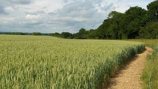 Wheat, Amport Beside Hook Lane, a bridleway, which is in the trees.
