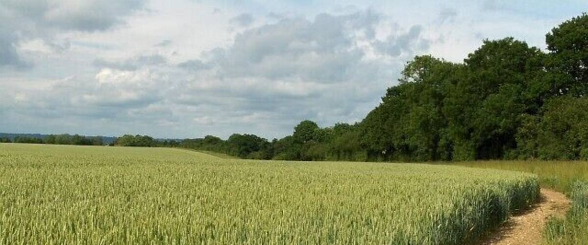 A wheat field with a dirt path.