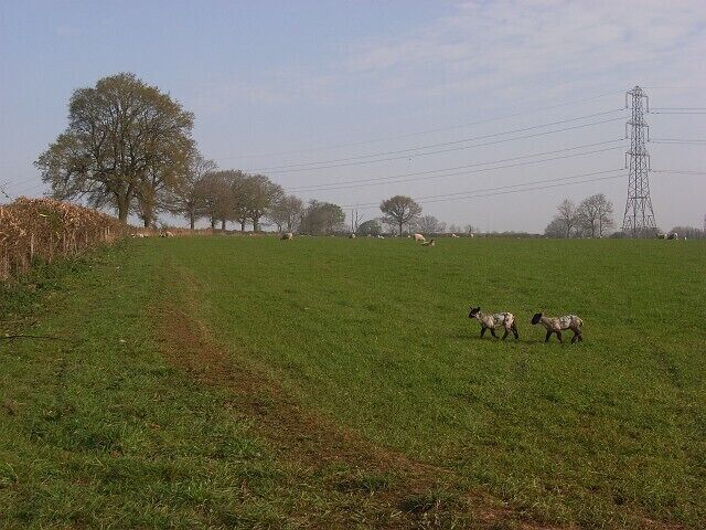 Pasture, Vernham Row Looking north from the junction of Hatch Lane and Church Lane.