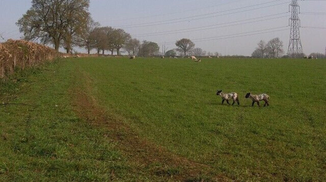 Pasture, Vernham Row Looking north from the junction of Hatch Lane and Church Lane.