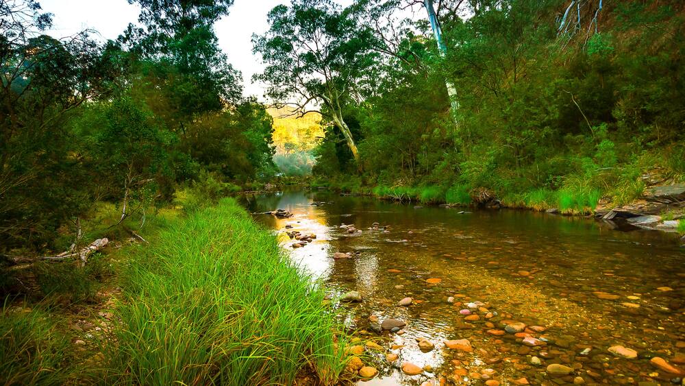 A clear stream with rocks and lush greenery.