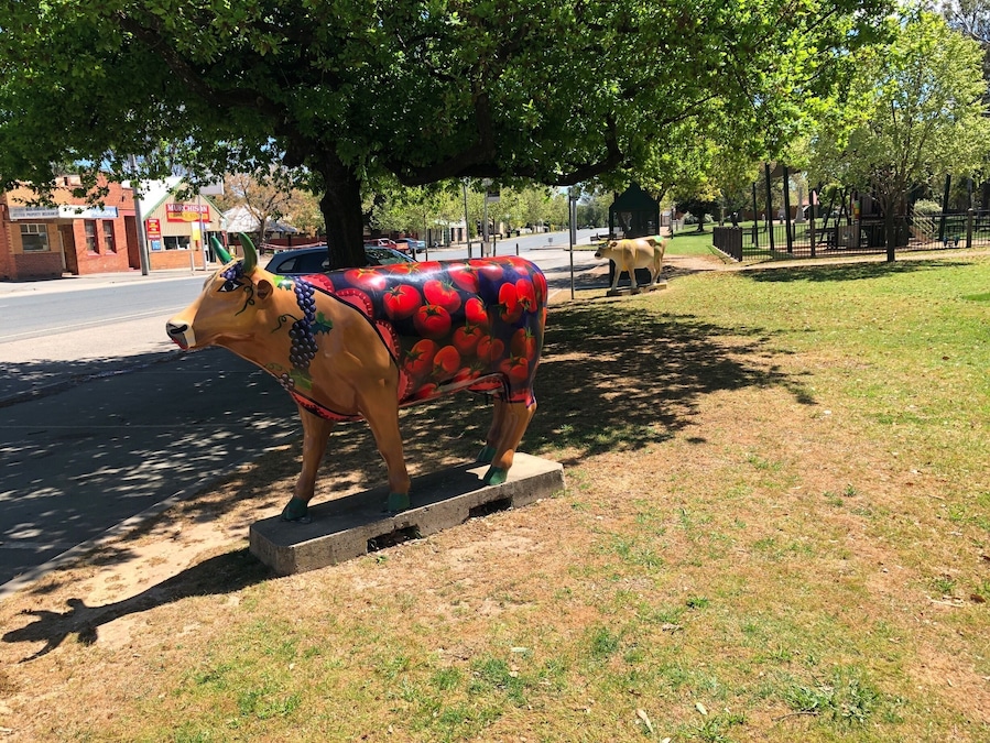 A couple of special cows. There are a lot more in various towns in an around Shepparton Victoria Australia.